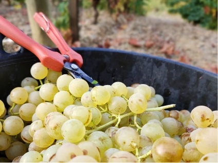 viticulture languedoc roussillon