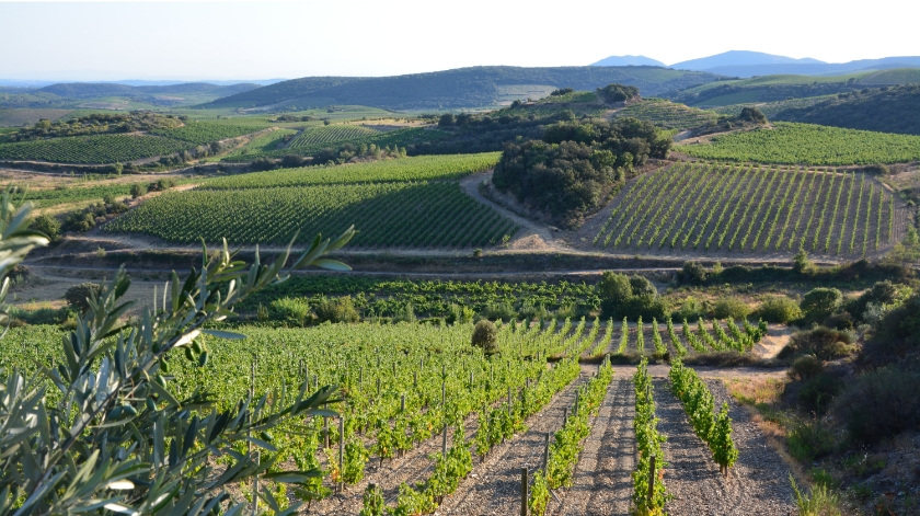 vins sud de la france