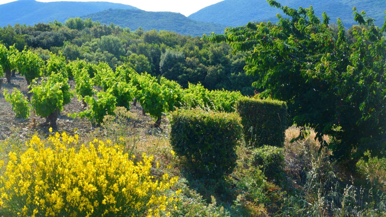 domaine chateau chenaie vieilles vignes