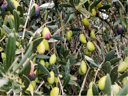 huile d olive artisanale languedoc