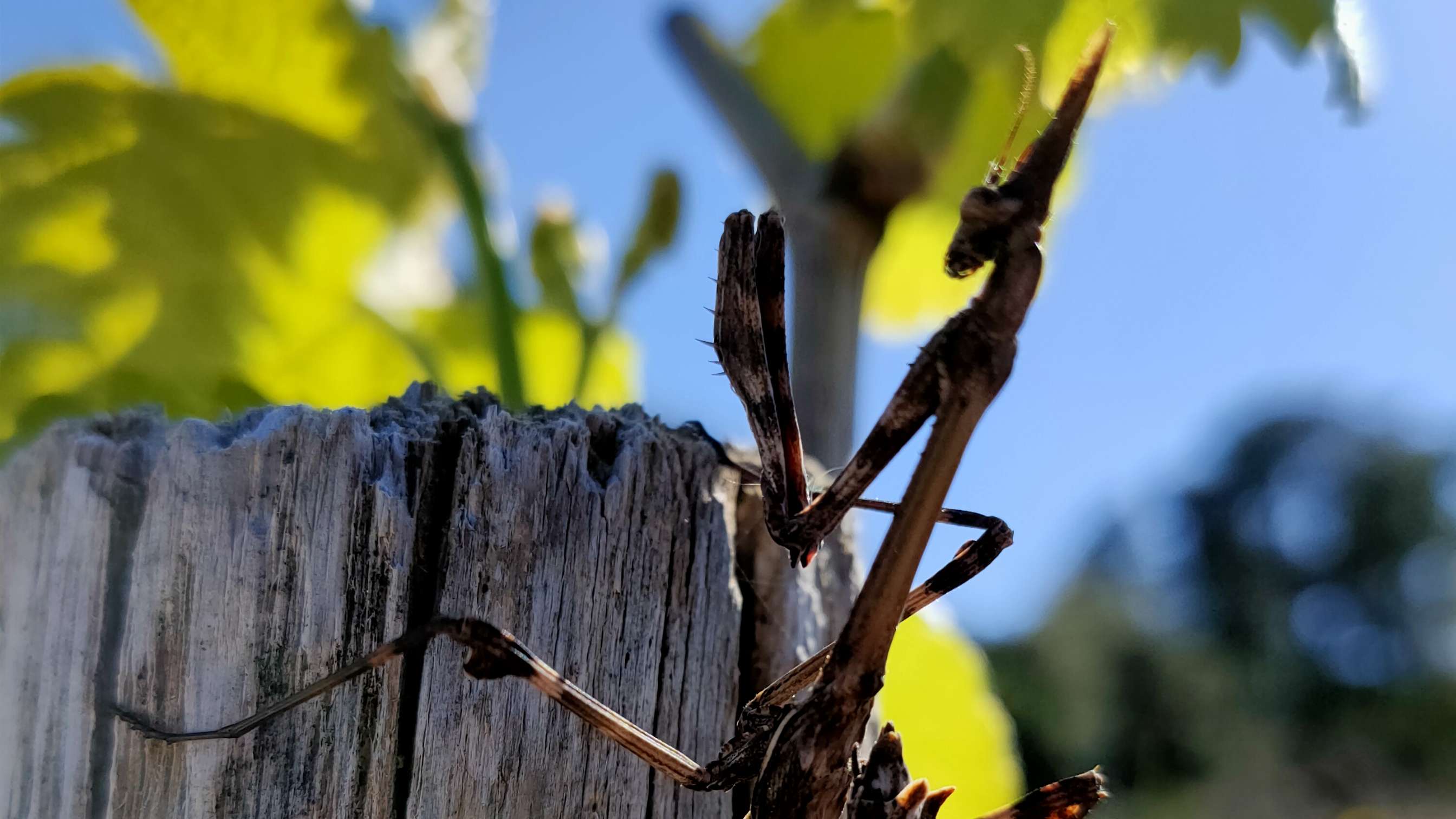 decouvrir les vignes du chateau chenaie