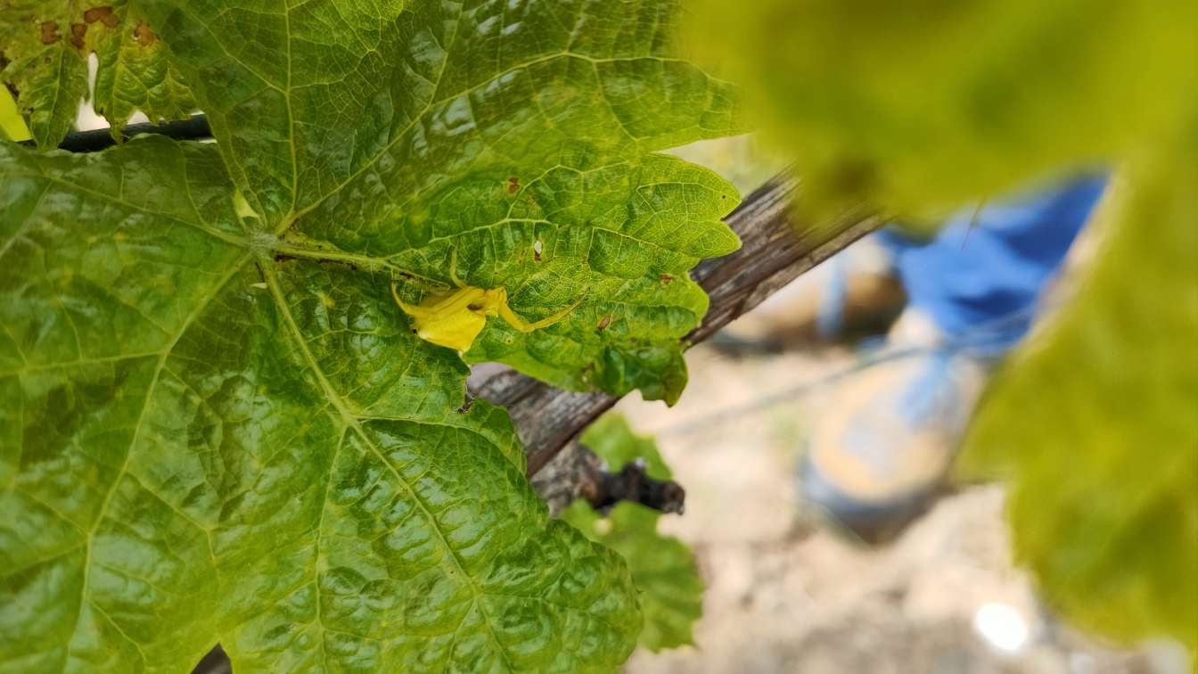 visite guidee domaine viticole hérault