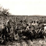 domaine viticole herault