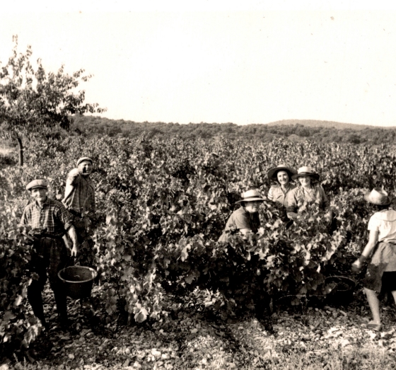 domaine viticole herault