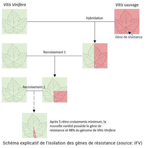 vignoble faugeres